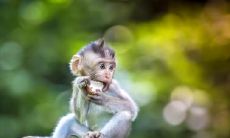 属猴2021.8.28运势 要注意避免意外损失