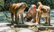 属猴2021.8.27运势 掌握机遇需主动争取