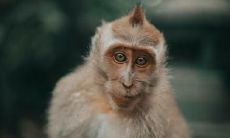 属猴的人本周运势(2017年9月13日-9月19日)