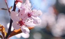 射手座2020年11月爱情运势如何?射手座招桃花的方法分享