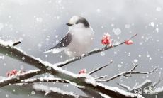 南阳冬至吃饺子吗 不同饺子的寓意