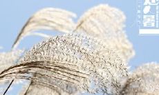 烟台处暑吃什么 处暑时节最适合做什么