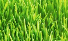 广东白露吃什么传统美食 南方白露的饮食习俗