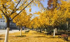 淮安立秋吃什么 江苏立秋的饮食习俗