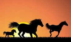 河南重阳节的民风民俗 重阳的活动解析