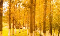 云南丽水立秋吃什么 有什么习俗解析